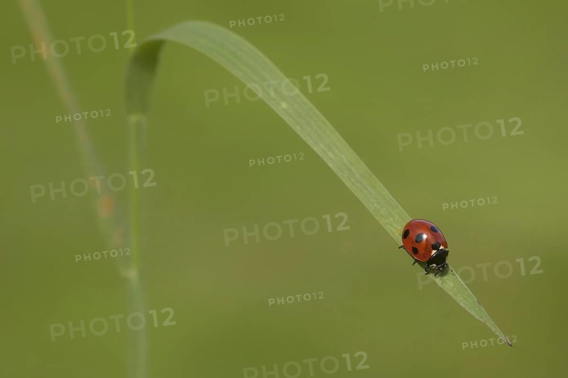 Seven-spot Ladybird