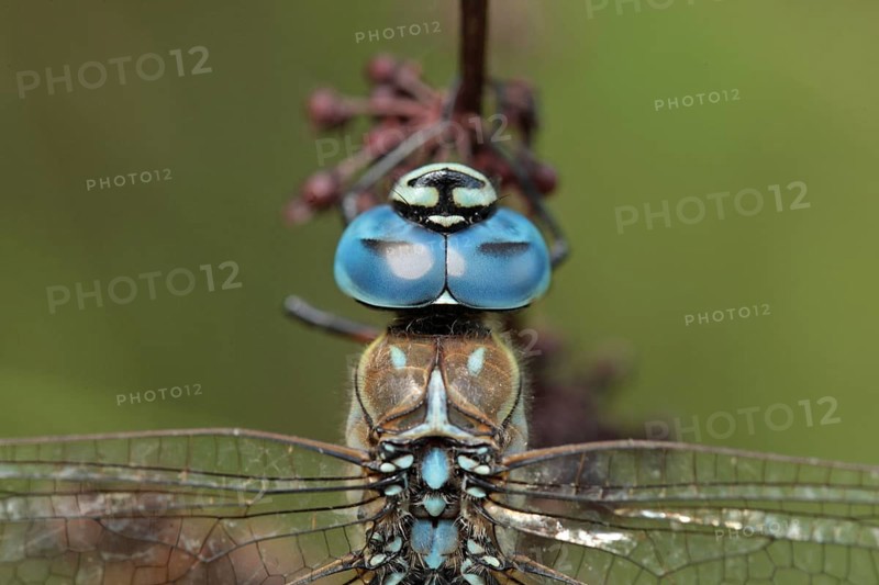 Blue-eyed hawker