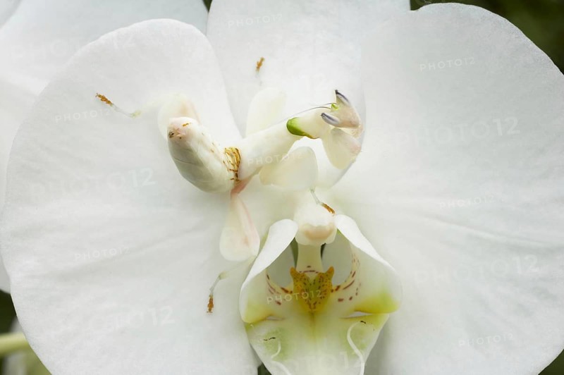 Walking flower mantises