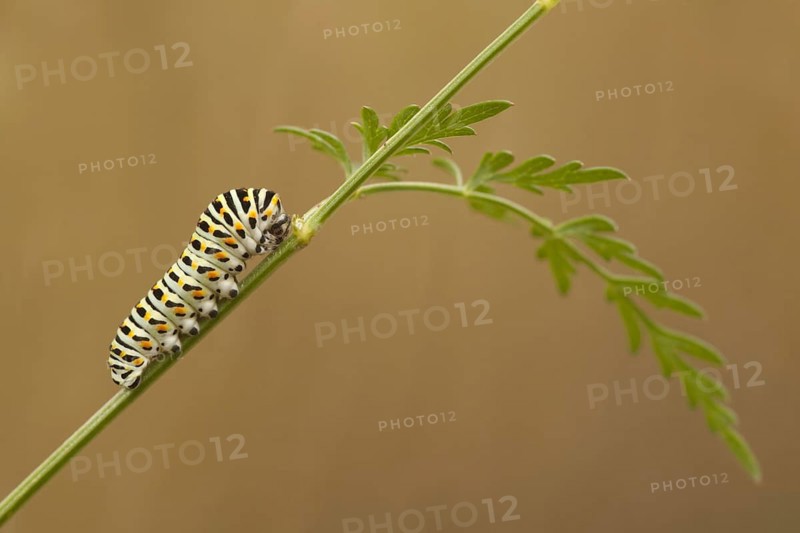 Common Swallowtail