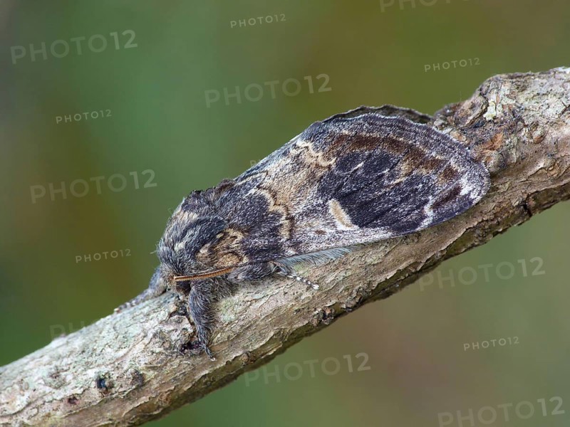 Prominent adult with three humps