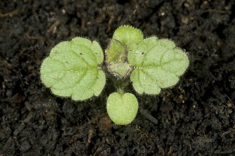 Hedge woundwort