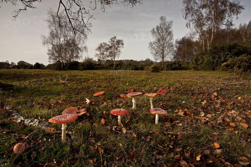 Fly agaric