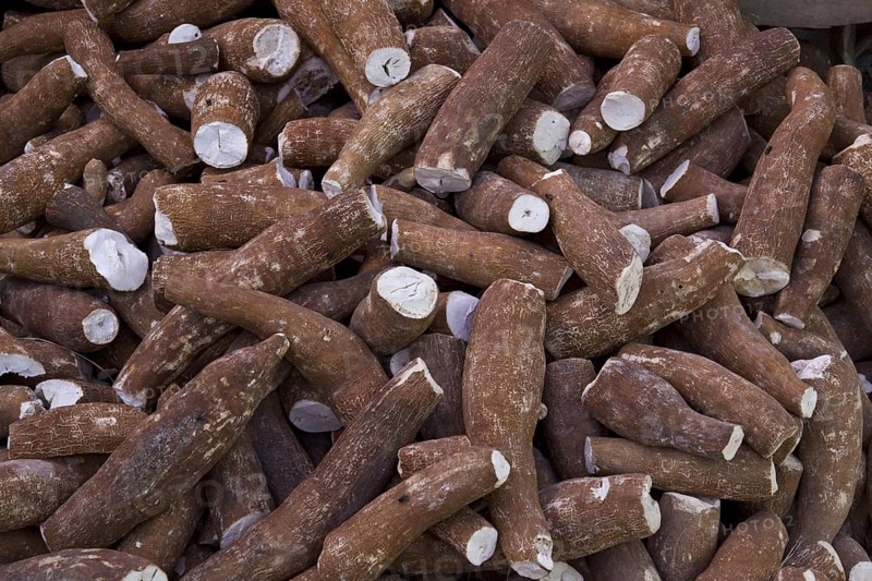 Cassava