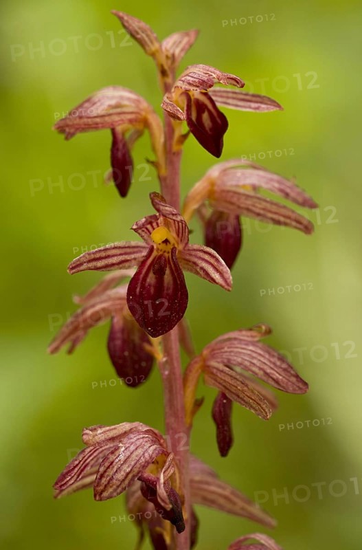Striped Coralroot