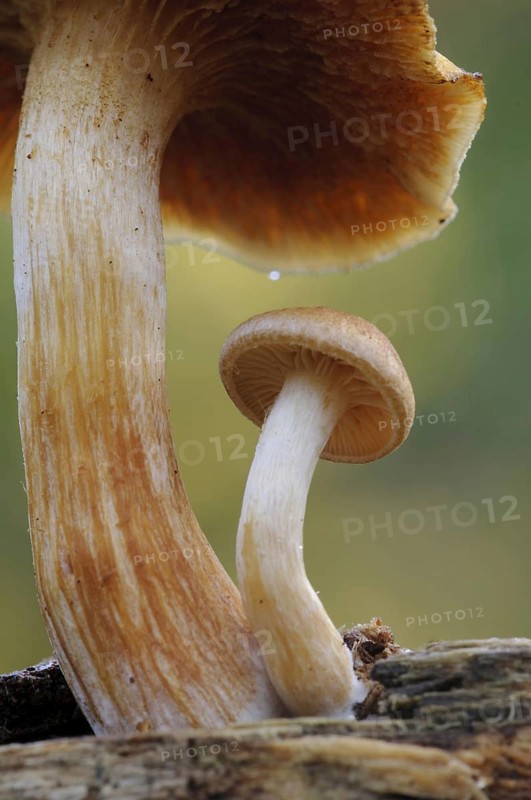 Common Rustgill