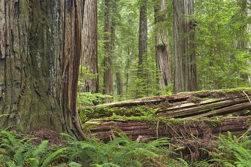 Coastal redwood