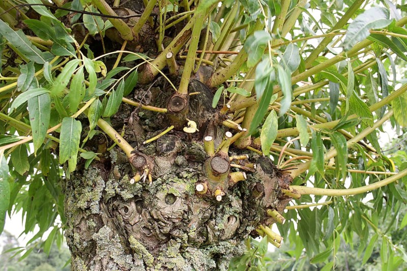 White Willow