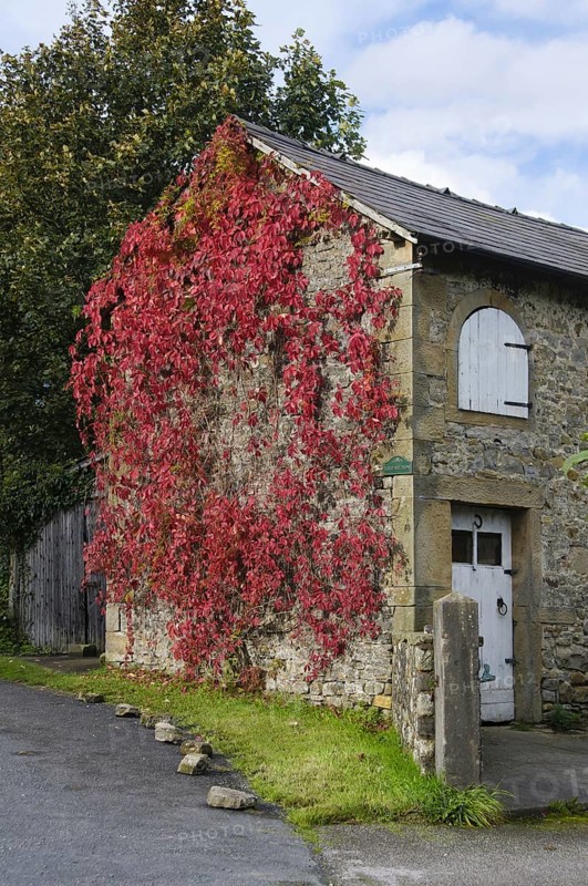Autumn colouring of the leaves of Virginia virginia creeper