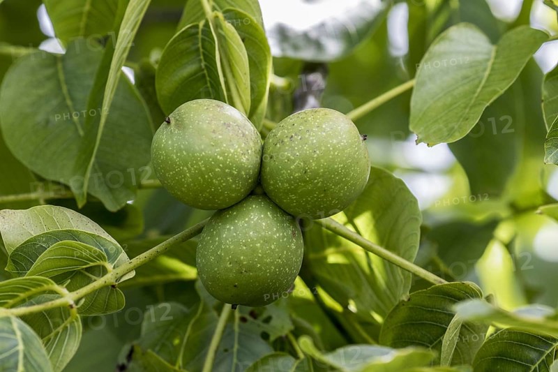 Black walnut