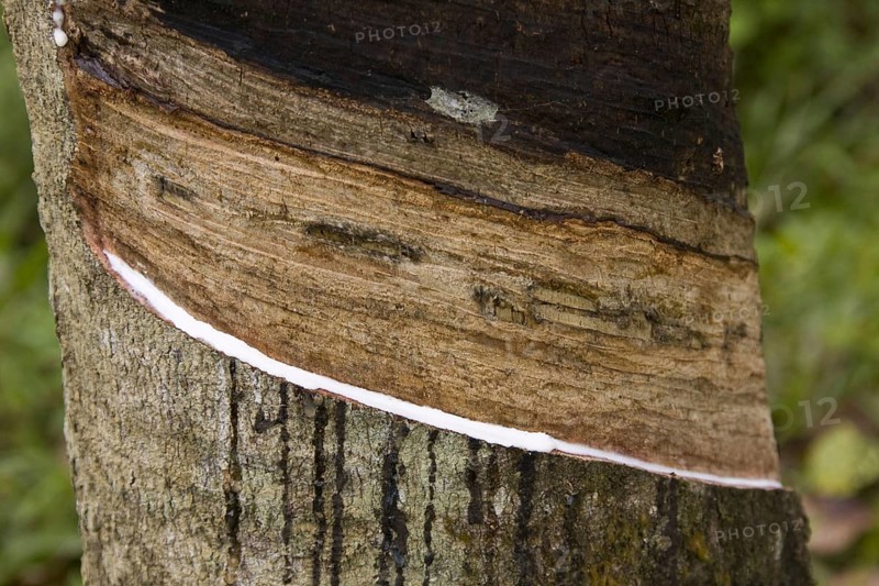 Siphonia brasiliensis