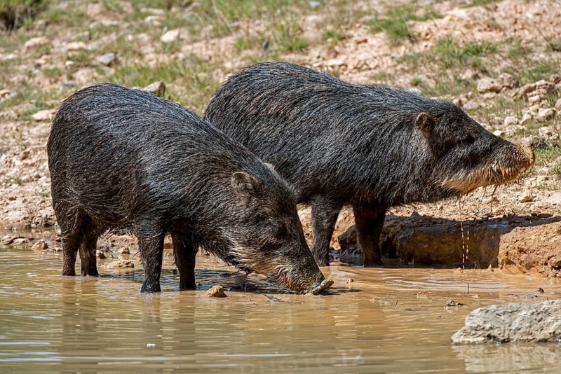Two white-lipped peccary