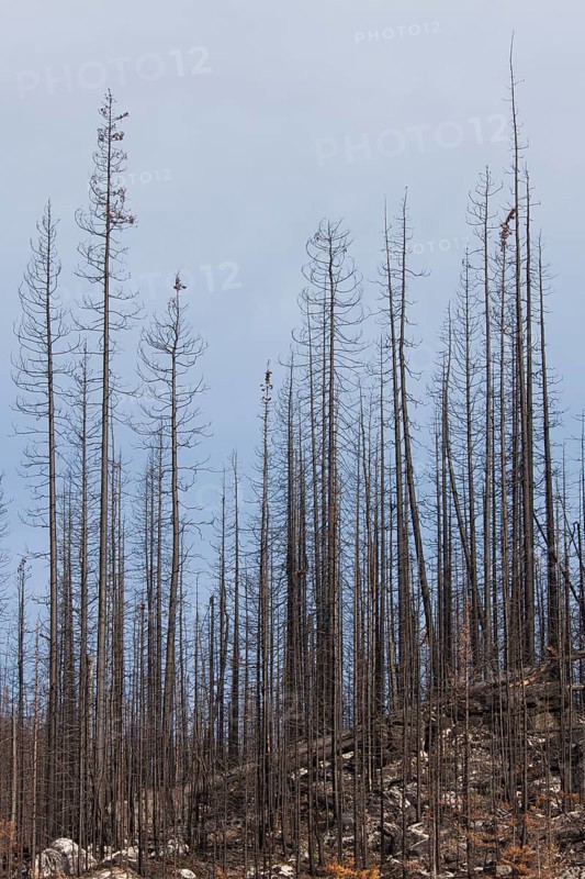 Charred logs burnt by forest fire