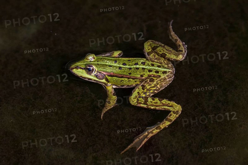 Edible frog