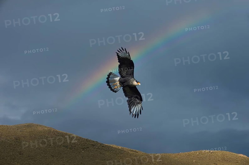 Southern southern crested caracara
