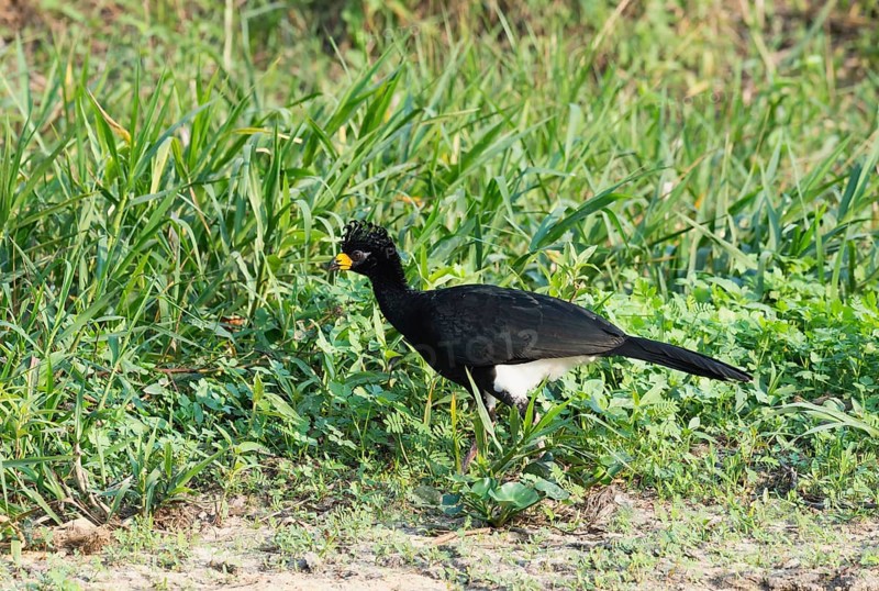 Male Naked-faced Curassow