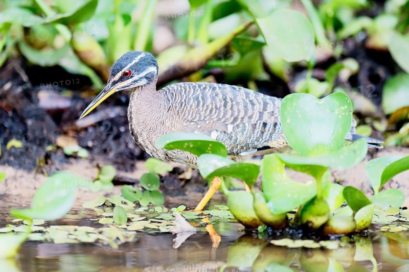 Sunbittern