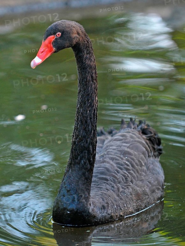 Mourning Swan