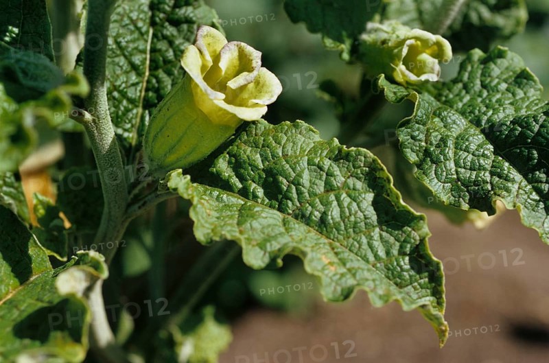 Pale Yellow Belladonna