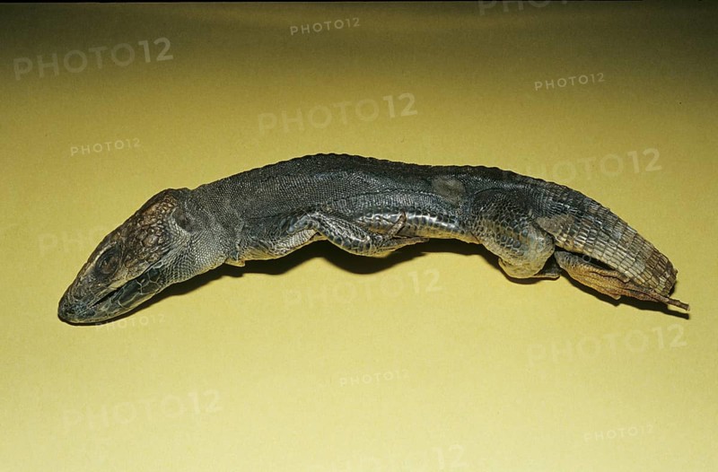 Apothecary Skink