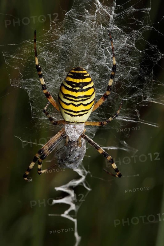 Wasp spider