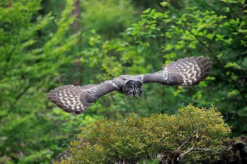 Great Grey Owl