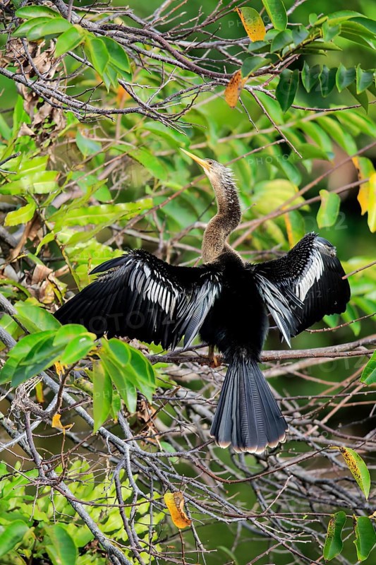 Anhinga