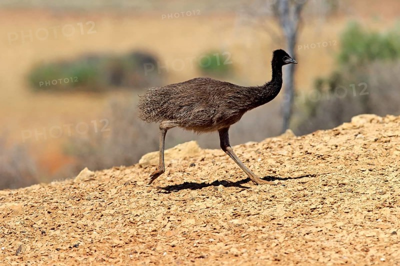 Emu