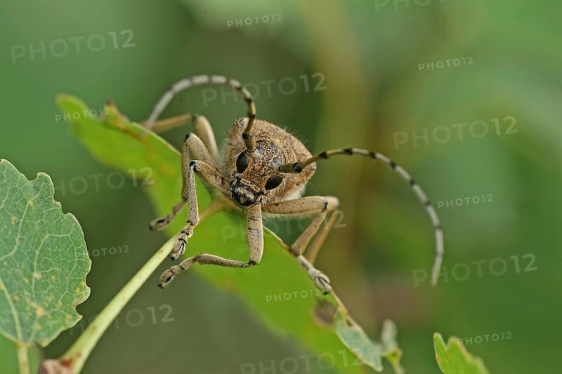 Large poplar buck