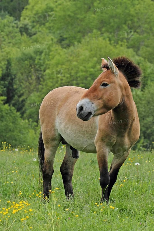 Przewalski's horse