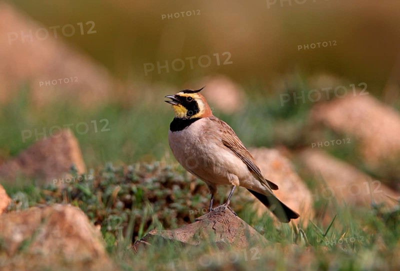 Shore Lark