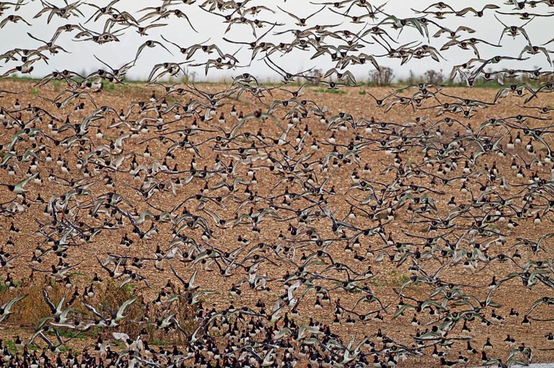 Eurasian Oystercatcher