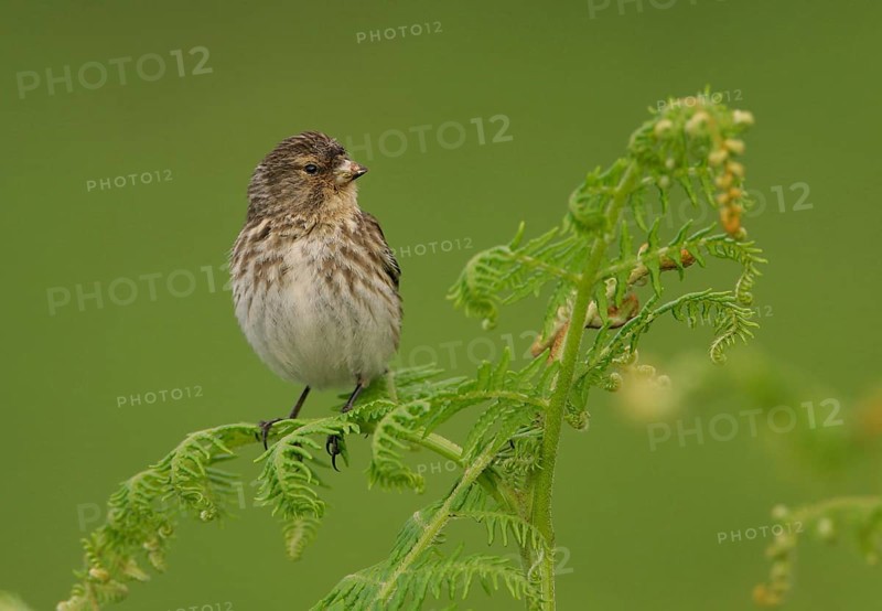 Twite