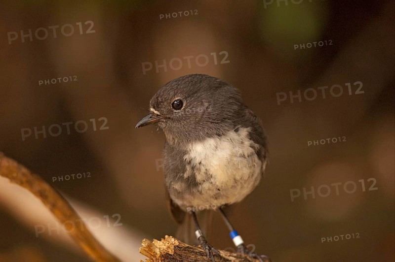 Long-legged Robin