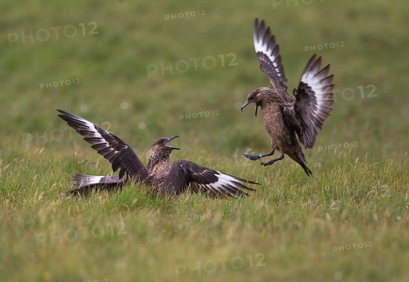 Great Skua