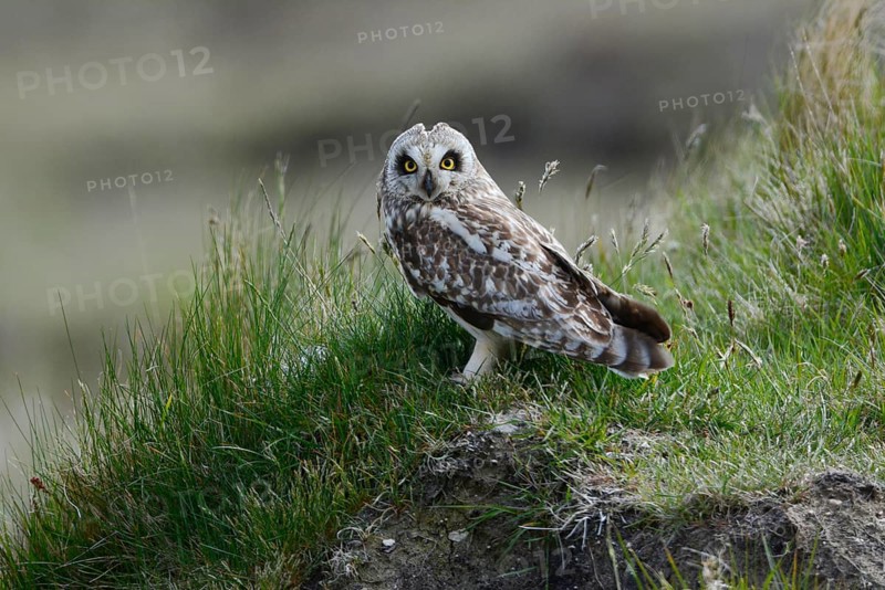 Short-eared short-eared owl