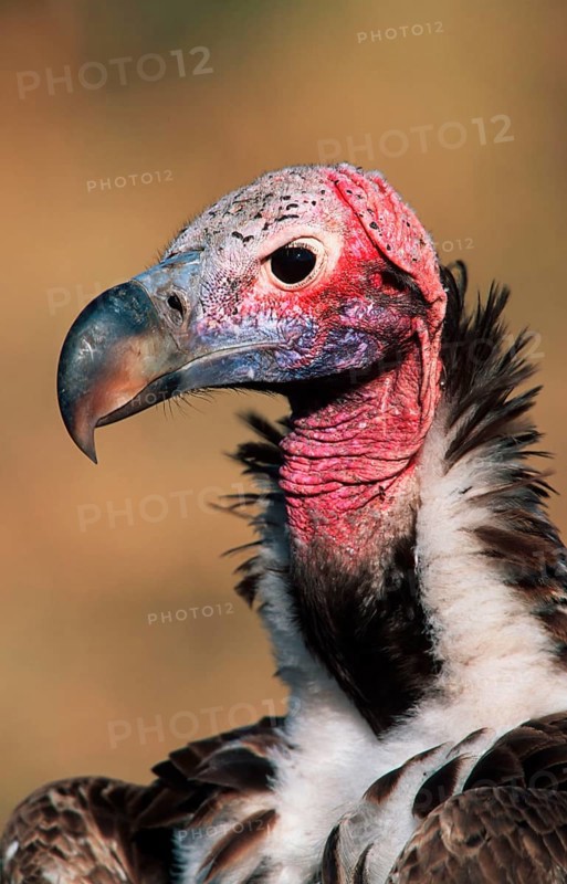 Lappet-faced nubian vulture