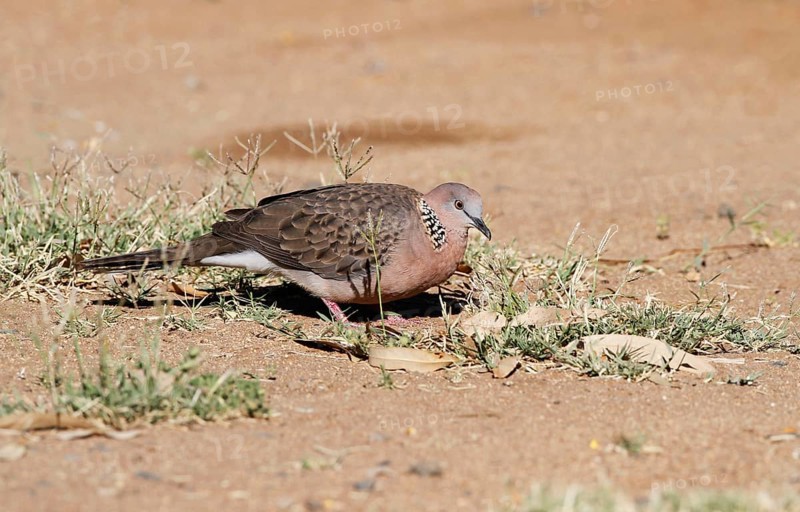 Spotted Dove