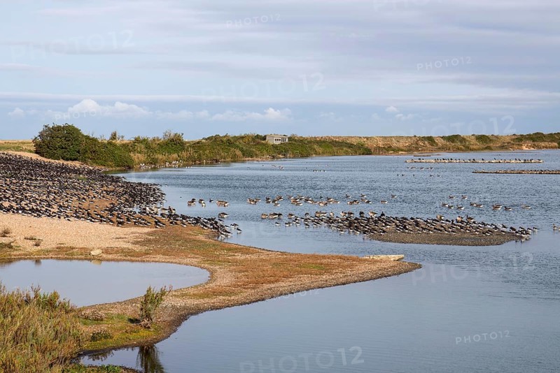 Looking north from the Sanctuary Hide at RSPB Snettisham towards the Shore Hide. Oystercatchers and greylag geese roosting on the autumn high tide