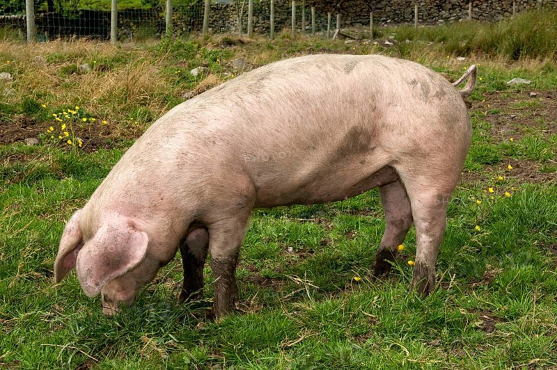 Domestic pig