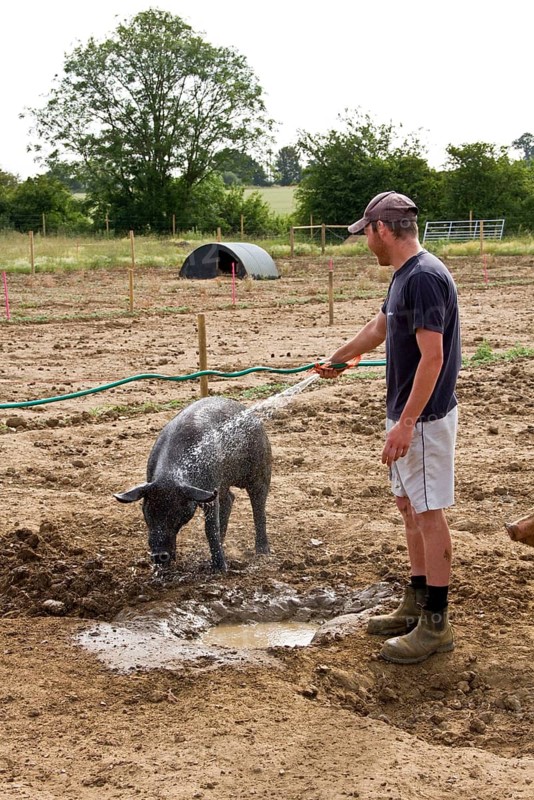 Washing a large black pig
