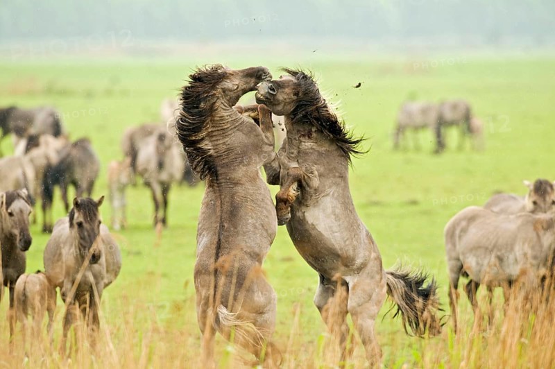 Konik domestic stallion