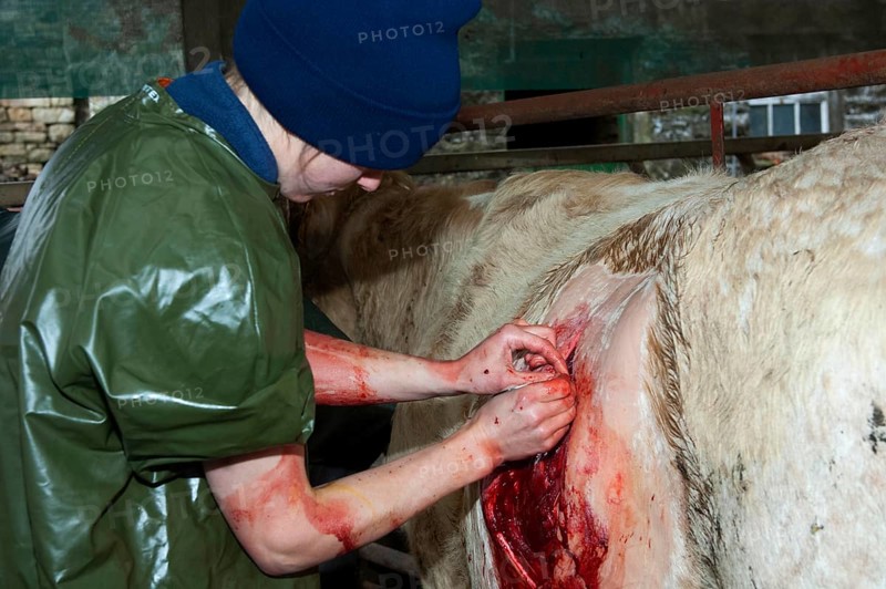 Cattle farming