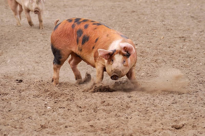 Domestic pig
