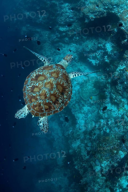 Green Turtle