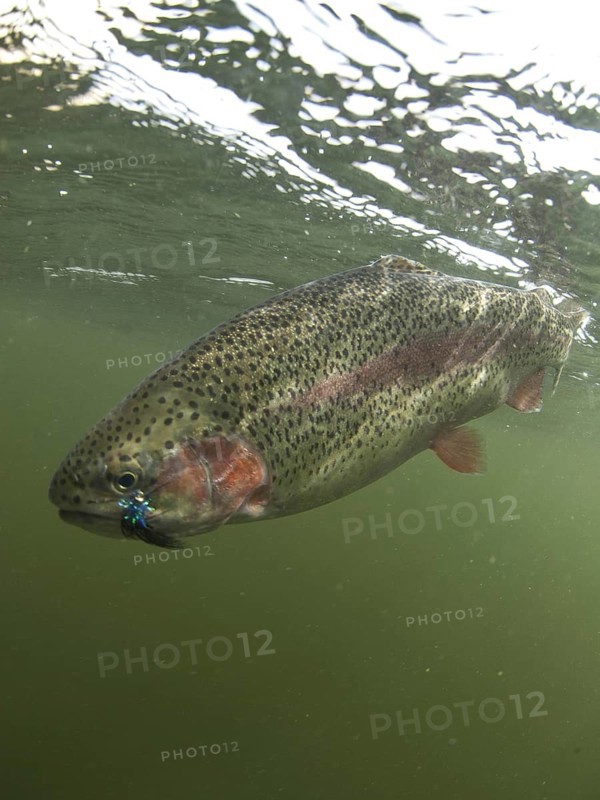 Rainbow trout