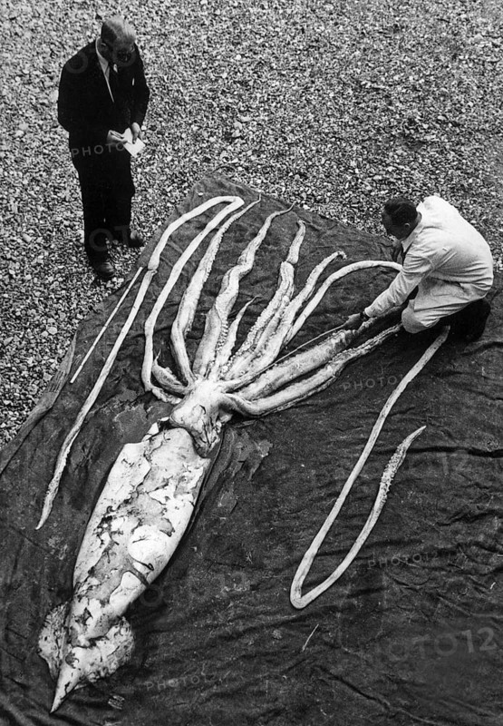 Giant squid