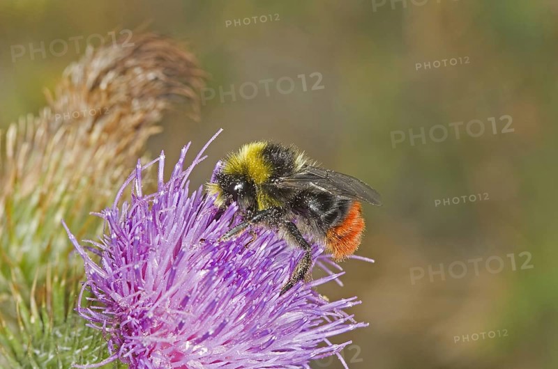 Stone bumblebee