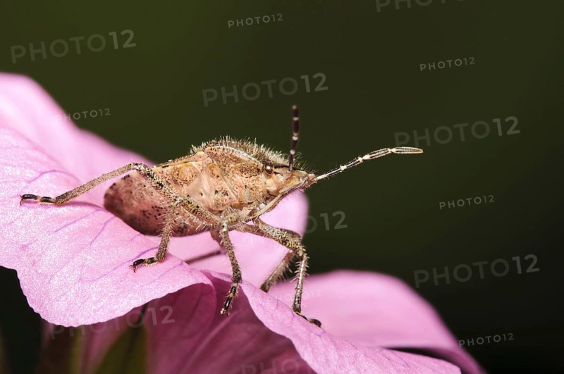 Sloe Bug