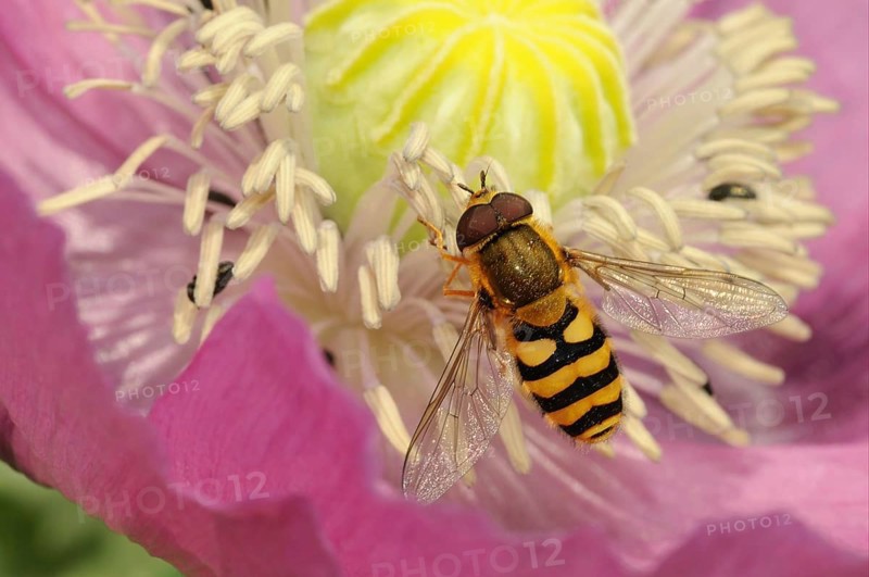 Large hoverfly